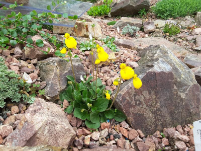 Calceolaria biflora 28.05.16.jpg