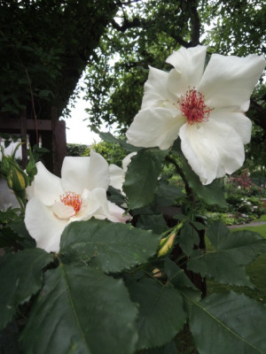DSCN0480_1502.JPG