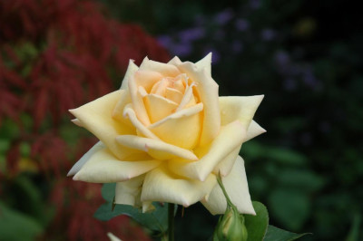 A0991_Large.JPG