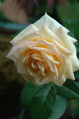 A0992_Large.JPG