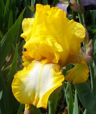 100_6420 Sunlit.jpg