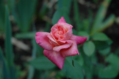 A0993_Large.JPG