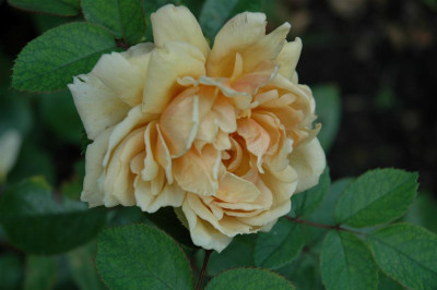 A0995_Large.JPG