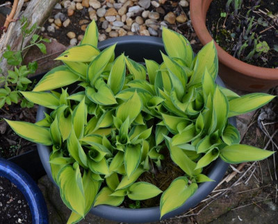 Hosta-June.16-1.jpg