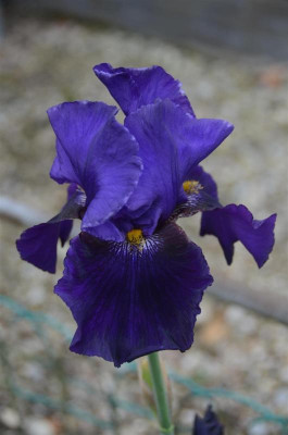 D2908 (Large).JPG