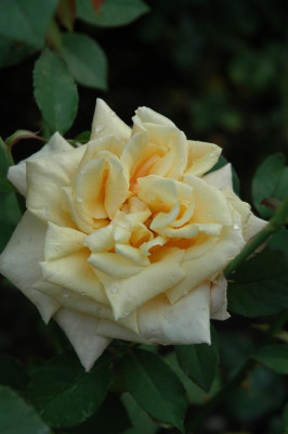 A0996_Large.JPG