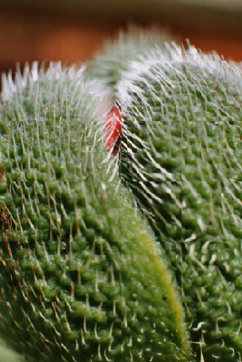 papaver_orientalis_knospe.JPG