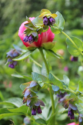 Cerinthe.JPG