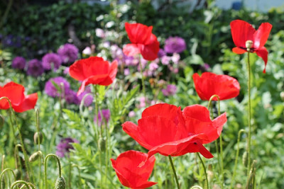 mohn.JPG