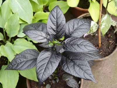 2016-05-28 Chili 'Black Pearl'.jpg