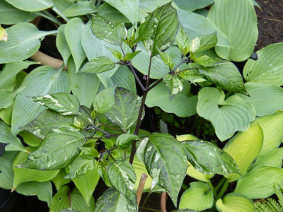 2016-05-28 Chili panaschiert.jpg