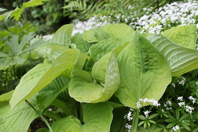 Hosta August Moon.JPG