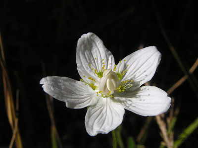 noch_nationalpark_kalkalpen_Parnassia_palustris.jpg