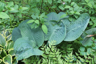 Hosta ' Blue Umbrellas '.JPG