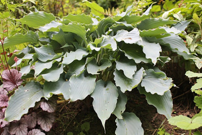 Hosta ' Blue Cascade '.JPG