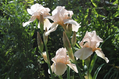Iris'Constance Wattez'1.JPG