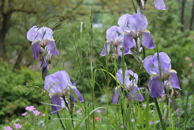 Iris pallida.JPG