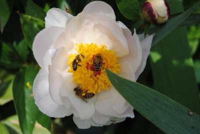 iris 118.jpg