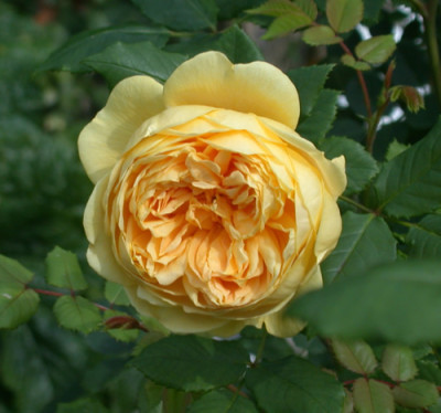 Gluckskette_29923_90.jpg