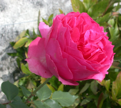 Tellensohn_29956_90.jpg