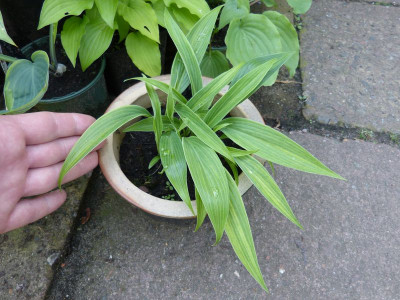 2016-05-29 Hosta 'Hyuga urajiro'.jpg