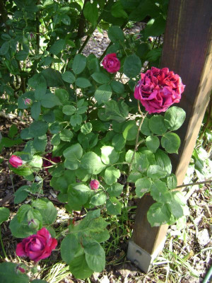 Ende_Mai_16 (29).JPG