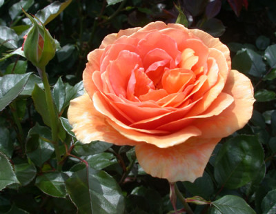 Ashram_29933_89.jpg