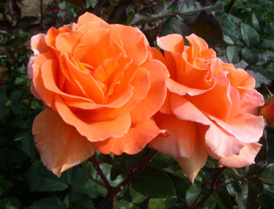 Doris_Tysterman_29953_90.jpg