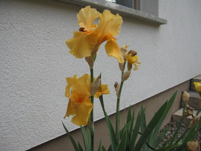 IrisOrange.jpg