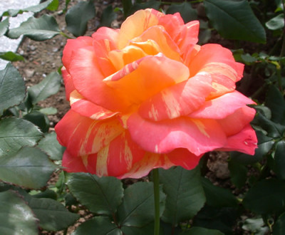 Maria_McGredy_29940_89.jpg