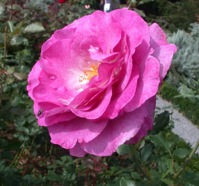 Melodie_Parfumee_29946_86.jpg