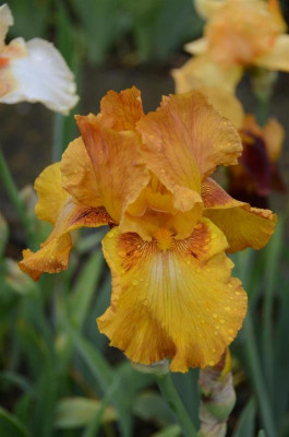 D3002 (Large).JPG