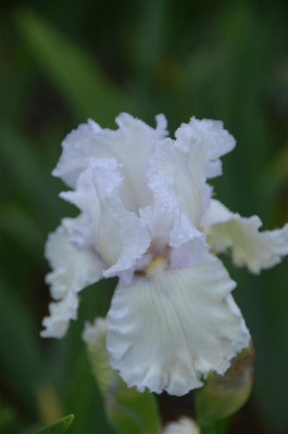 D3003 (Large).JPG