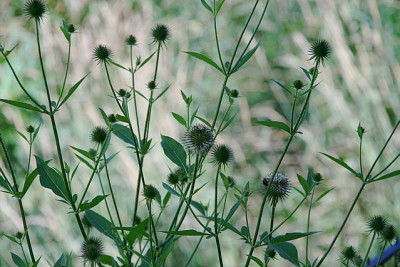 Wollige Karde0311.jpg