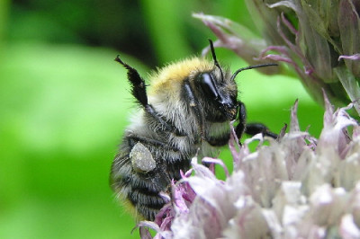 Hi-Bombus.jpg