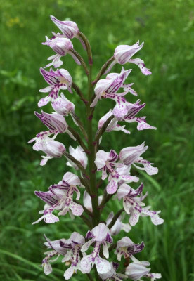 Orchis militaris A 05-2016.jpg