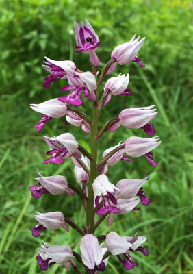 Orchis militaris B 05-2016.jpg