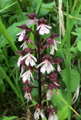 Orchis purpurea 05-2016.jpg