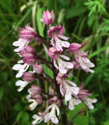 Orchis militaris x purpurea 05-2016.jpg