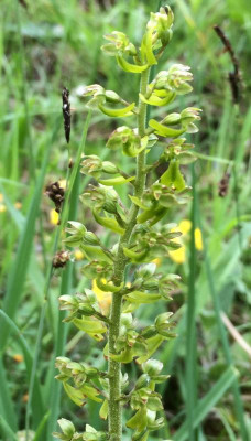 Listera ovata 05-2016.jpg
