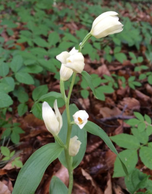 Cephalanthera damasonium A 05-2016.jpg