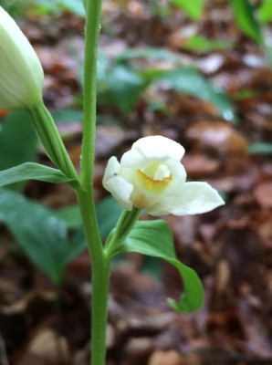 Cephalanthera damasonium B 05-2016.jpg