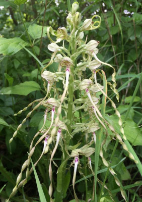 Himantoglossum hircinum A 05-2016.jpg