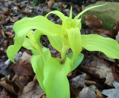 Epipactis 05-2016.jpg