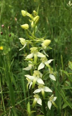 Platanthera 05-2016.jpg