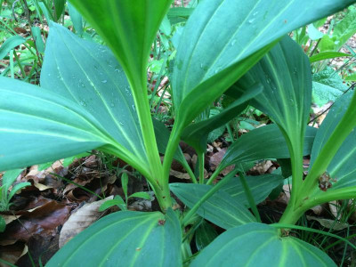 Unbekannte B 05-2016.JPG