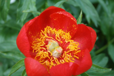 paeonia peregrina2.jpg