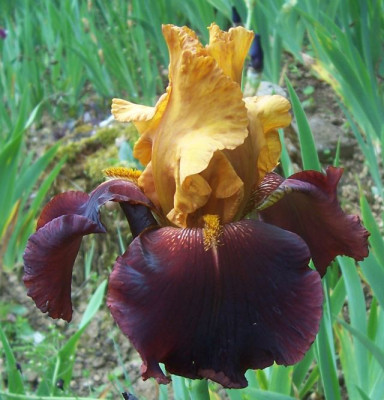 100_6427 Supreme Sultan.jpg