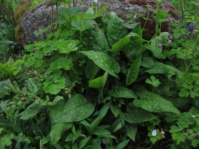 pulmonariaari.img.JPG