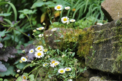 Erigeron karvinskianus.JPG